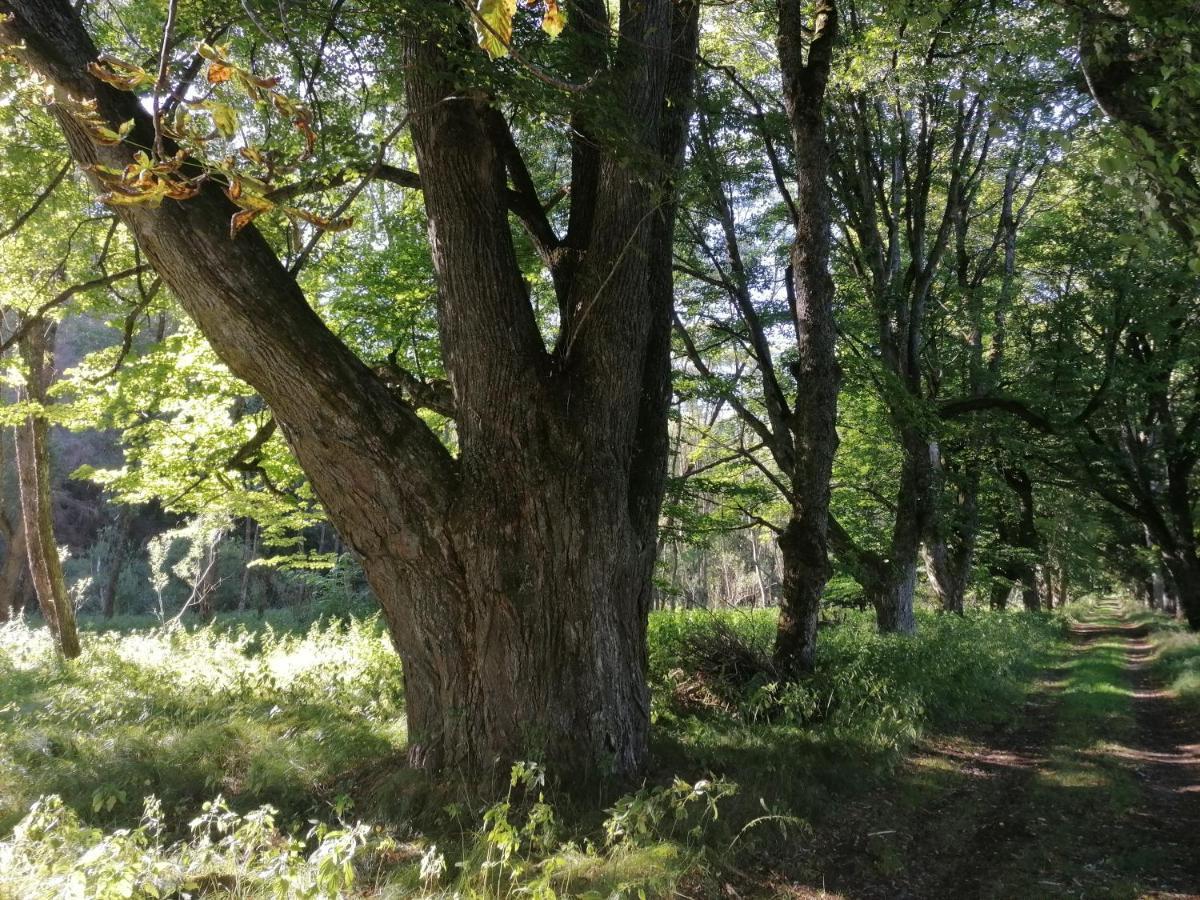 Železná Ruda Na Pekarne 아파트 외부 사진